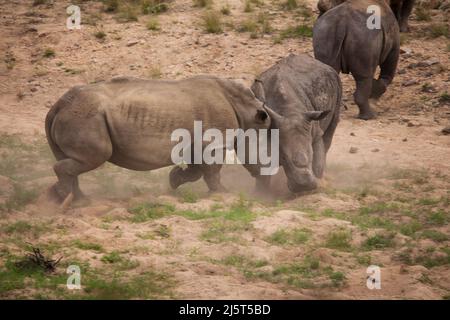 Zwei enthornte weiße Nashörner (Ceratotherium simum) kämpfen im Kruger Nationalpark. Südafrikanische Nationalparks enthorten Nashörner in einem Versuch, die Wilderin einzudämmen Stockfoto