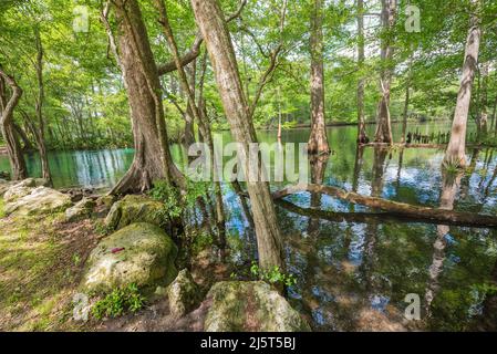 Ginnie Springs ist eine Süßwasserquelle mit einer Stärke von 2., die sich entlang des Santa Fe River in Nord-Zentral-Florida befindet. Stockfoto