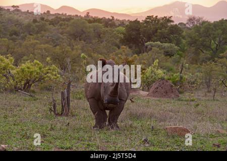 Ein großer weißer Rhino-Bulle (Ceratotherium simum) im Krüger-Nationalpark. Südafrika Stockfoto