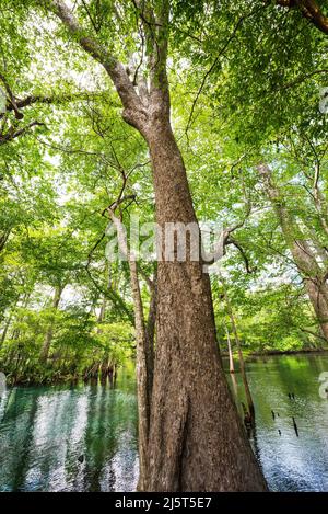 Ginnie Springs ist eine Süßwasserquelle mit einer Stärke von 2., die sich entlang des Santa Fe River in Nord-Zentral-Florida befindet. Stockfoto