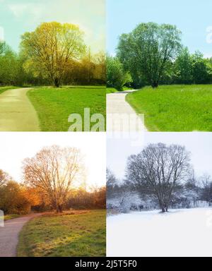 Baum in der Natur zeigt alle vier Jahreszeiten - Frühling, Sommer, Herbst und Winter in Kolbierten Bildern. Stockfoto