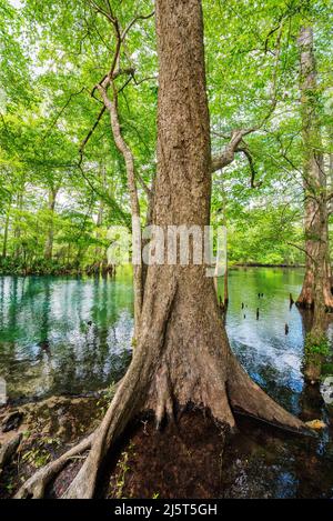 Ginnie Springs ist eine Süßwasserquelle mit einer Stärke von 2., die sich entlang des Santa Fe River in Nord-Zentral-Florida befindet. Stockfoto