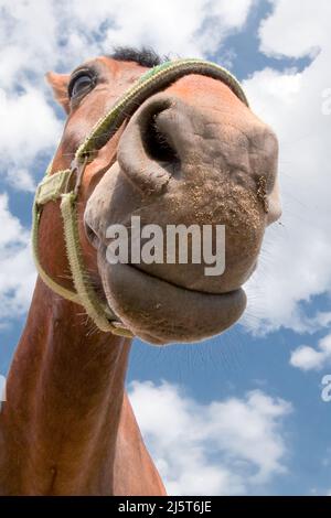 Pferd lächelnde Schnauze Porträt nach Sand essen auf dem blauen, wolkigen Himmel Hintergrund Stockfoto