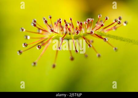 Drosera madagascariensis Fliegenfalle auf gelbem Hintergrund Stockfoto