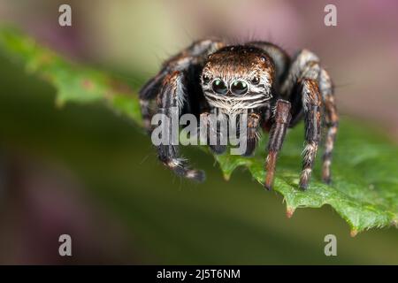Springende Spinne am Blattrand bereit, nach unten zu springen Stockfoto