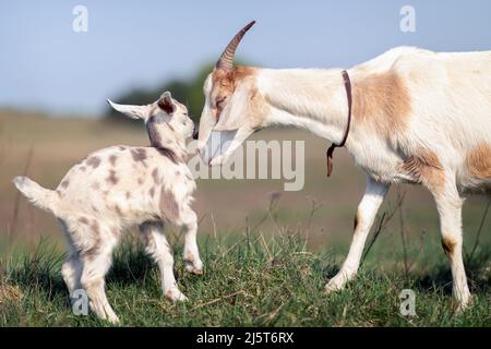 Mom's Liebe und Fürsorge für ihren kleinen goatling Stockfoto