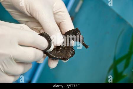 Forscher, der in Gefangenschaft gesäumte Seepferde „Hippocampus erectus“ in einem Aquakultur-Forschungslabor in Florida auf ihre allgemeine Gesundheit untersucht. Stockfoto