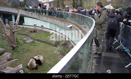 Kopenhagen, Dänemark. 24. April 2022. Am 24. April 2022 treffen sich Menschen, um die Panda-Paarung im Kopenhagener Zoo in Kopenhagen, Dänemark, zu erleben. Die Mitarbeiter und Besucher des Kopenhagener Zoos haben in den letzten Tagen ihre Ressourcen gebündelt, um Xing Er, einen männlichen chinesischen Riesen Panda, zu ermutigen, sich zum dritten Mal in so vielen Jahren mit seiner Frau, Mao Sun, zu paaren. Die Erwartungen an die Geburt eines Panda-Babys auf dänischem Boden sind hoch. Quelle: Anders Kongshaug/Xinhua/Alamy Live News Stockfoto