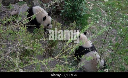 Kopenhagen, Dänemark. 24. April 2022. Die chinesischen Riesenpandas Xing Er und Mao Sun werden am 24. April 2022 im Kopenhagener Zoo in Kopenhagen, Dänemark, gesehen. Die Mitarbeiter und Besucher des Kopenhagener Zoos haben in den letzten Tagen ihre Ressourcen gebündelt, um Xing Er, einen männlichen chinesischen Riesen Panda, zu ermutigen, sich zum dritten Mal in so vielen Jahren mit seiner Frau, Mao Sun, zu paaren. Die Erwartungen an die Geburt eines Panda-Babys auf dänischem Boden sind hoch. Quelle: Anders Kongshaug/Xinhua/Alamy Live News Stockfoto