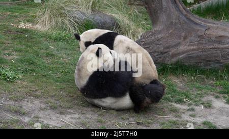 Kopenhagen, Dänemark. 24. April 2022. Die chinesischen Riesenpandas Xing Er und Mao Sun werden am 24. April 2022 im Kopenhagener Zoo in Kopenhagen, Dänemark, gesehen. Die Mitarbeiter und Besucher des Kopenhagener Zoos haben in den letzten Tagen ihre Ressourcen gebündelt, um Xing Er, einen männlichen chinesischen Riesen Panda, zu ermutigen, sich zum dritten Mal in so vielen Jahren mit seiner Frau, Mao Sun, zu paaren. Die Erwartungen an die Geburt eines Panda-Babys auf dänischem Boden sind hoch. Quelle: Anders Kongshaug/Xinhua/Alamy Live News Stockfoto