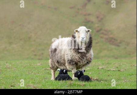 Herdwick-Mutterschafe oder weibliche Schafe, die mit ihren zwei neugeborenen, reinrassigen Lämmern in natürlicher Moorweide nach vorne blicken. Herdhicks sind eine einheimische Rasse der en Stockfoto