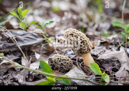 Zwei Morelpilze, die im Frühjahr im Wald wachsen Stockfoto