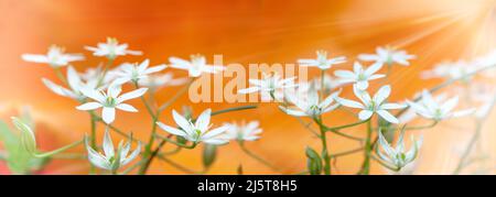 Kleine weiße Frühlingsblumen; allium neapolitanum. Frühlingshafte weiße Blüten auf orangefarbenem Hintergrund. Stockfoto