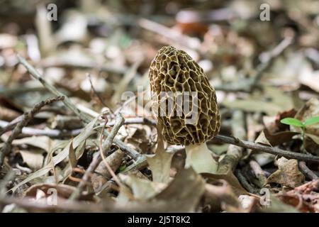 Morel Pilz wächst auf trockenem Boden Stockfoto