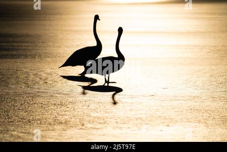 Silhouette zweier Schwäne, die bei Sonnenuntergang über den zugefrorenen Hopfensee in bayern wandern Stockfoto