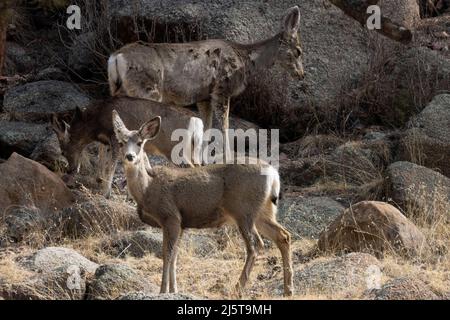 Maultierhirsche hüten sich im Eleven Mile Canyon Stockfoto