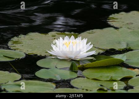 Eine wunderschöne weiße Seerosenblüte, die auf der Oberfläche eines Teiches blüht, der mit grünen Seerosen bedeckt ist. Stockfoto