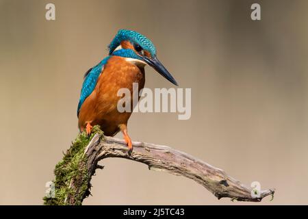 Eurasischer Eisvögel (Alcedo atthis) saß auf einem Fischfang Stockfoto