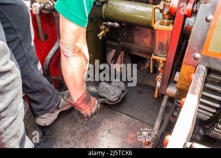 Kohle wird in die Feuerstelle eines Dampftriebwerks geschaufelt. Walisische trockene Dampfkohle auf Schaufel in der Hand des Fahrers eines Burrell-Straßenzugmotors Stockfoto