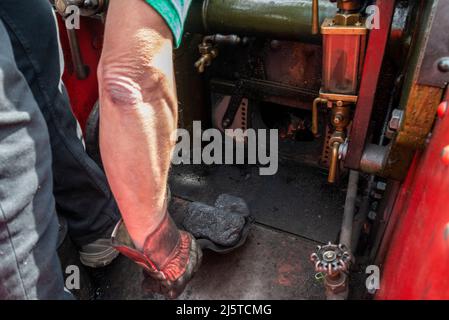 Kohle wird in die Feuerstelle eines Dampftriebwerks geschaufelt. Walisische trockene Dampfkohle auf Schaufel in der Hand des Fahrers eines Burrell-Straßenzugmotors Stockfoto