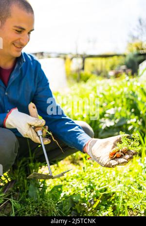 Der Mensch nimmt ein kleines Gemüse aus seinem städtischen Gemüsegarten Stockfoto