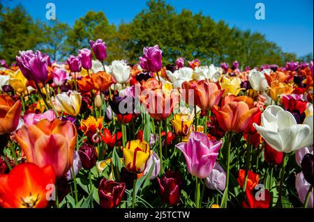 Lisse, Niederlande. 24. April 2022. Allgemeine Ansicht der verschiedenen Arten von Tulpen im Garten. Keukenhof ist auch als der Garten Europas bekannt, einer der größten Blumengärten der Welt und befindet sich in Lisse, Niederlande. Aufgrund der Corona-Maßnahmen durfte der Park zwei Jahre lang nicht geöffnet werden. Schließlich können die Besucher die florale Pracht wieder richtig erleben. (Foto: Ana Fernandez/SOPA Images/Sipa USA) Quelle: SIPA USA/Alamy Live News Stockfoto