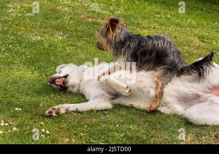 Yorkshire Terrier mit dem Maremma Sheepdog, der im Garten auf dem Gras spielt. Stockfoto