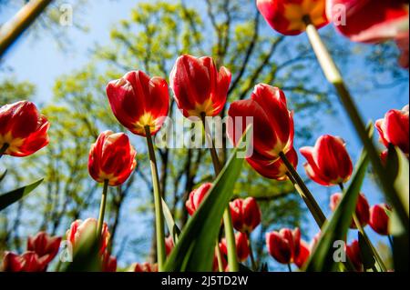 Lisse, Niederlande. 24. April 2022. Allgemeine Ansicht von Tulpen im Garten. Keukenhof ist auch als der Garten Europas bekannt, einer der größten Blumengärten der Welt und befindet sich in Lisse, Niederlande. Aufgrund der Corona-Maßnahmen durfte der Park zwei Jahre lang nicht geöffnet werden. Schließlich können die Besucher die florale Pracht wieder richtig erleben. (Foto: Ana Fernandez/SOPA Images/Sipa USA) Quelle: SIPA USA/Alamy Live News Stockfoto