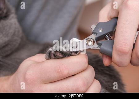 Ein Mann schneidet mit einem Klauenschneider die Krallen einer jungen grauen Katze. Chartreuse widersteht. Stockfoto