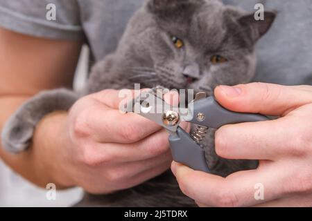 Ein Mann schneidet mit einem Klauenschneider die Krallen einer jungen grauen Katze. Chartreuse widersteht. Stockfoto