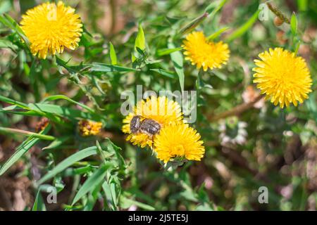 Paar haarige fliegende Insekten auf gelben Dandelionblüten. Frühjahrssaison. Stockfoto