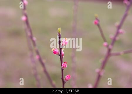 Rosa Knospen von Pfirsich blühen auf einem jungen Sämling. Blühende Gärten im Frühling. Stockfoto