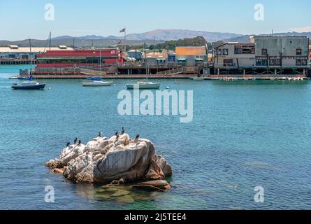 Monterey, CA, USA - Juli 18 2015: Möwen ruhen auf einem Felsen mit der Old Fisherman's Wharf im Hintergrund. Stockfoto