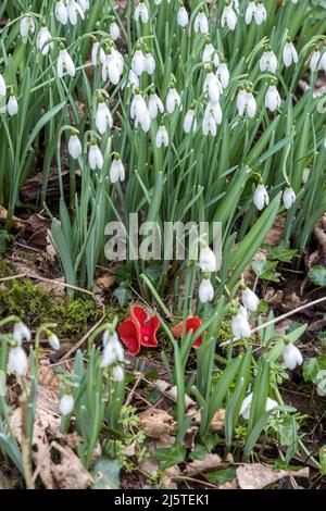 Großbritannien, England, Devonshire. Wild Snowdrops & Scarlet Elf Cup (Sarcoscypha austriaca) Pilze. Stockfoto