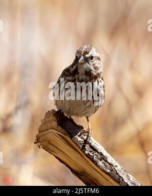 Singsparrow im Eleven Mile Canyon Stockfoto