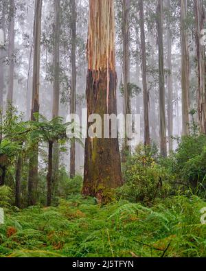 Bergland Stockfoto