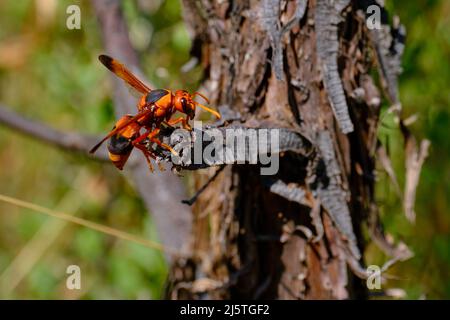 Australische Hornisse Stockfoto