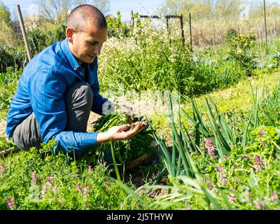 Konzentrieren Sie sich auf den Landwirt nimmt ein Gemüse aus seinem Gemüsegarten Stockfoto