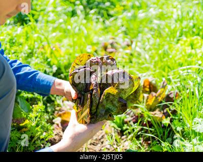 Ernte auf jungen Landwirt hält ein Gemüse aus seinem Gemüsegarten in der Stadt Stockfoto