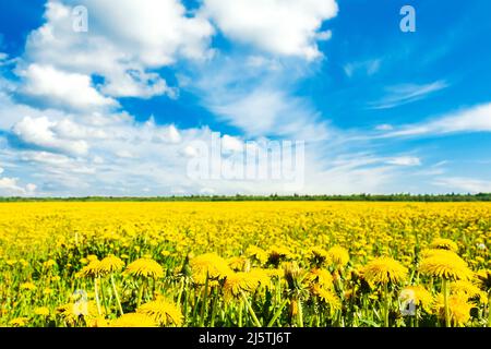 Feld von gelben Elendeln und blauem Himmel. Sommerlandschaft. Selektiver Fokus. Stockfoto