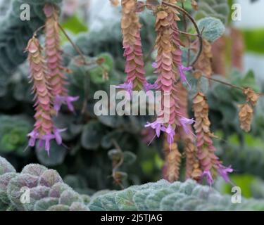 Ornamental Oregano (Origanum dictamnus) Dittany von Kreta Stockfoto