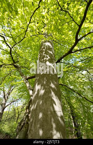 Der Frühlingssonne wirft Schatten auf den Stamm eines Buchenbaums und erleuchtet die neuen Frühlingsblätter, Worcestershire, England. Stockfoto