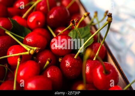 Unschärfe-Nahaufnahme-Box, Crape von dunkelroten Süßkirschen mit Schwanz und Blättern auf weißem Hintergrund. Sommerfrüchte und Beeren. Ernte und Ernte c Stockfoto