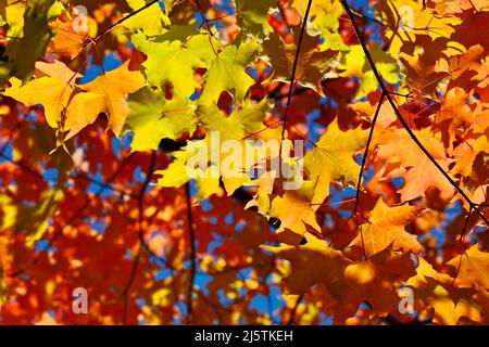 Gelbe und rote Ahornblätter. Stockfoto