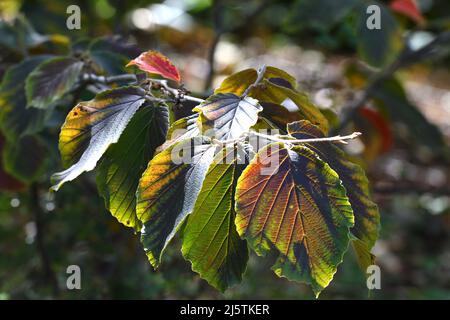 Witch Hazel Diane Leaves Stockfoto
