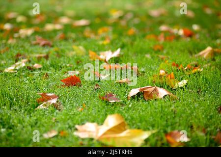 Herbstlaub auf dem grünen Rasen Stockfoto