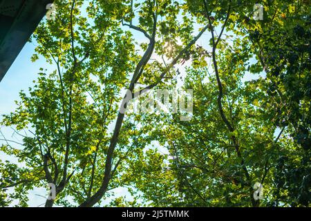 Die Sonne gucken durch die Baumkronen Stockfoto