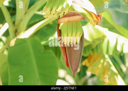 Junge Bananen wachsen aus Blumen in tropischen nordaustralischen Plantagen Stockfoto