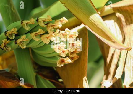 Junge Bananen wachsen aus Blumen in tropischen nordaustralischen Plantagen Stockfoto