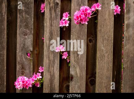 Blumen schauen durch den Hinterhofzaun Stockfoto